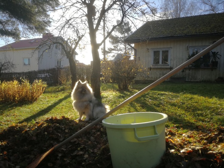sallakoira_töiss